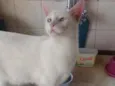 Floquinho