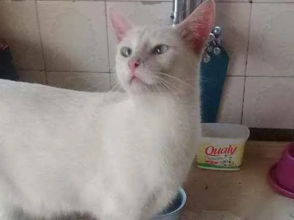 Gato ra a SRD idade 2 anos nome Floquinho