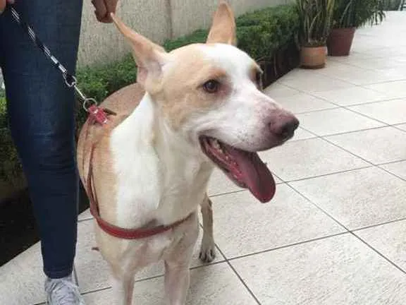 Cachorro raça SRD idade 4 anos nome Apolo