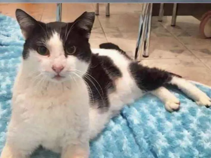 Gato ra a Srd frajolinha  idade 1 ano nome Adam frajola lindo