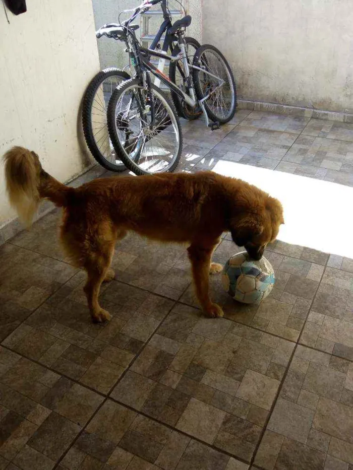 Cachorro ra a Mistura de Golden idade 2 anos nome Thor