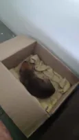 Babí