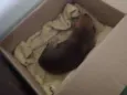 Babí