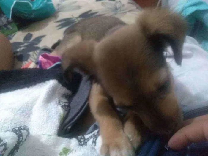 Cachorro ra a Vira lata idade 2 a 6 meses nome Thor