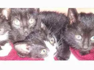 Gato raça  idade Abaixo de 2 meses nome Sem nome