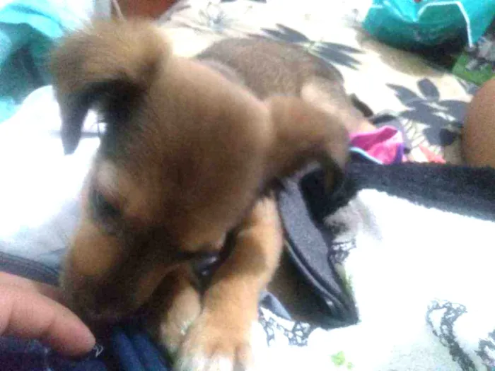 Cachorro ra a Vira lata idade 2 a 6 meses nome Thor