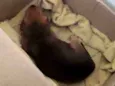 Babí