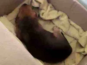 Cachorro raça Sem Raça idade Abaixo de 2 meses nome Babí
