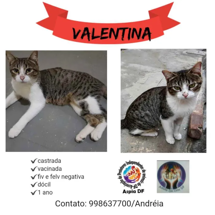 Gato ra a SRD idade 1 ano nome Valentina