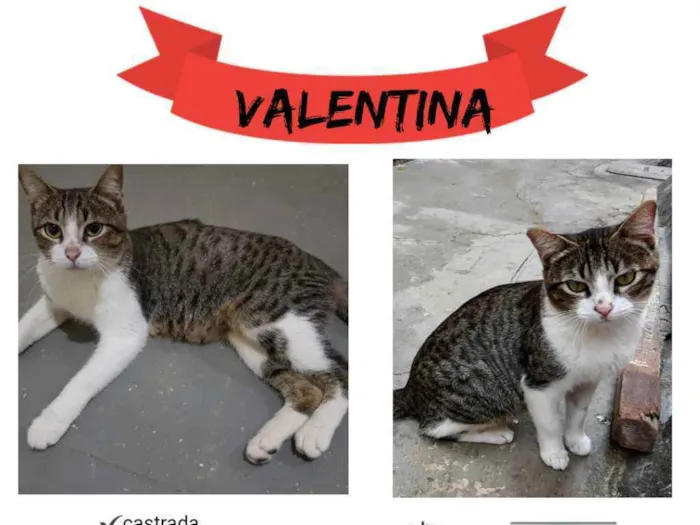 Gato ra a SRD idade 1 ano nome Valentina