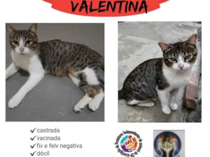 Gato raça SRD idade 1 ano nome Valentina