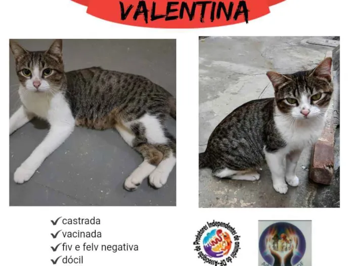 Gato ra a SRD idade 1 ano nome Valentina