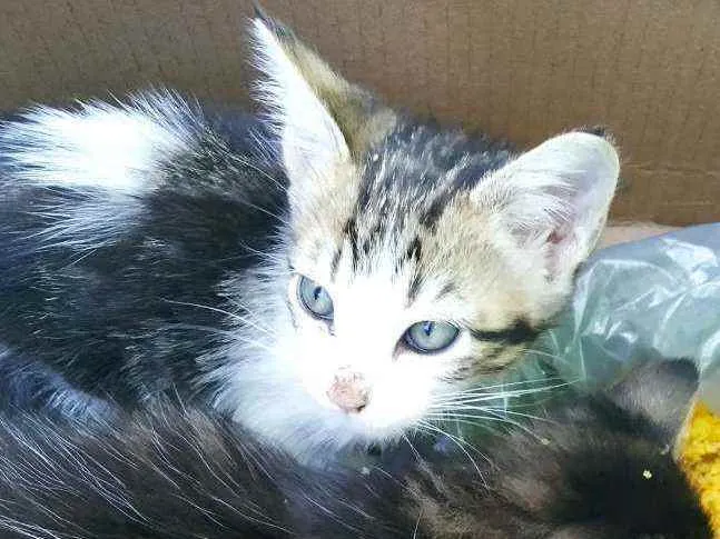 Gato raça Não sei  idade Abaixo de 2 meses nome Sem nome