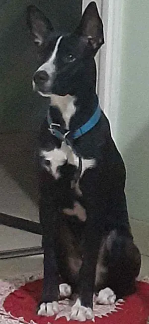 Cachorro raça Vira-lata idade 7 a 11 meses nome Jack