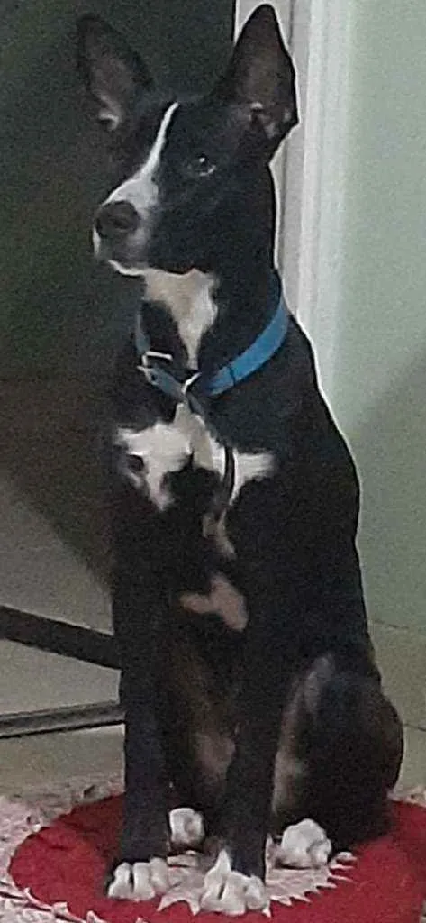 Cachorro ra a Vira-lata idade 7 a 11 meses nome Jack