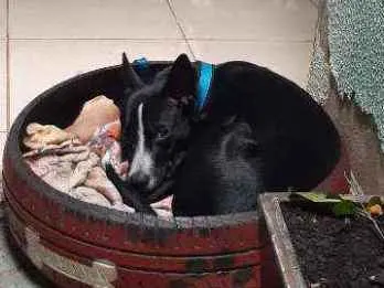 Cachorro ra a Vira-lata idade 7 a 11 meses nome Jack