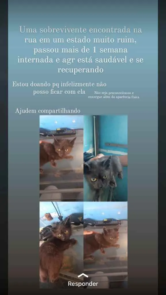 Gato raça Srd idade 2 a 6 meses nome Vencedora