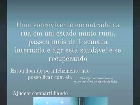 Gato raça Srd idade 2 a 6 meses nome Vencedora