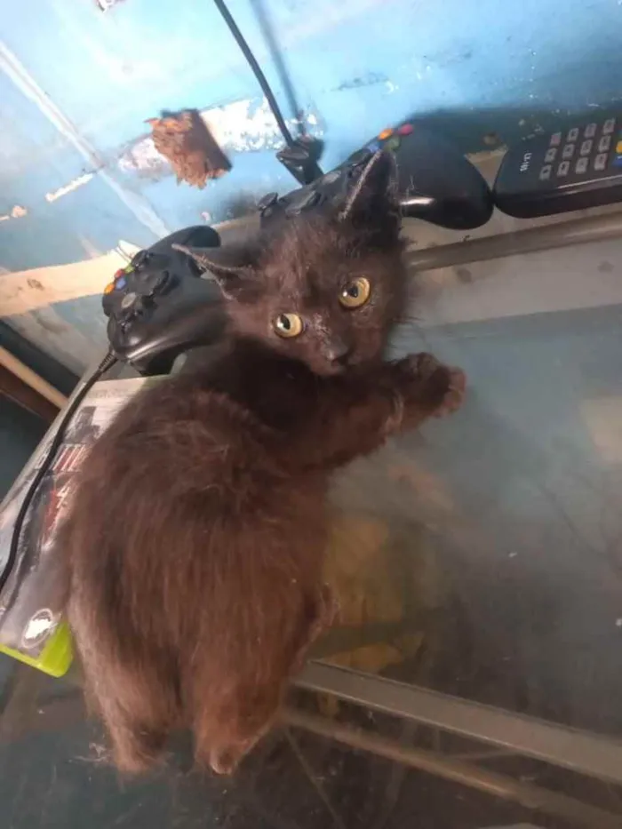 Gato raça Srd idade 2 a 6 meses nome Vencedora