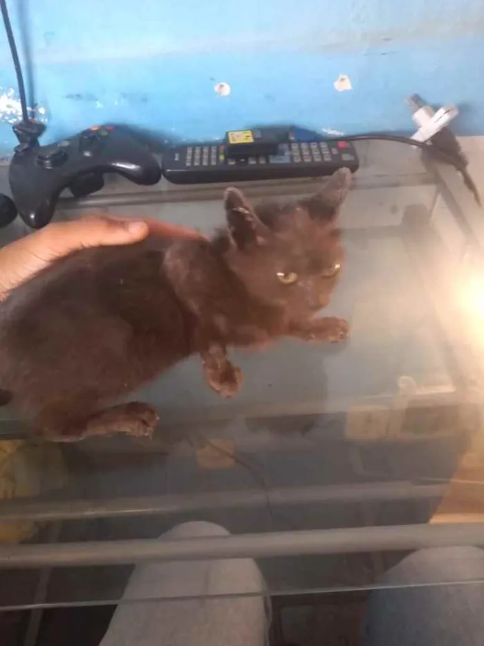 Gato raça Srd idade 2 a 6 meses nome Vencedora