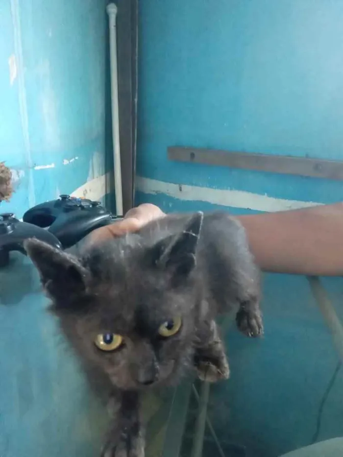 Gato raça Srd idade 2 a 6 meses nome Vencedora