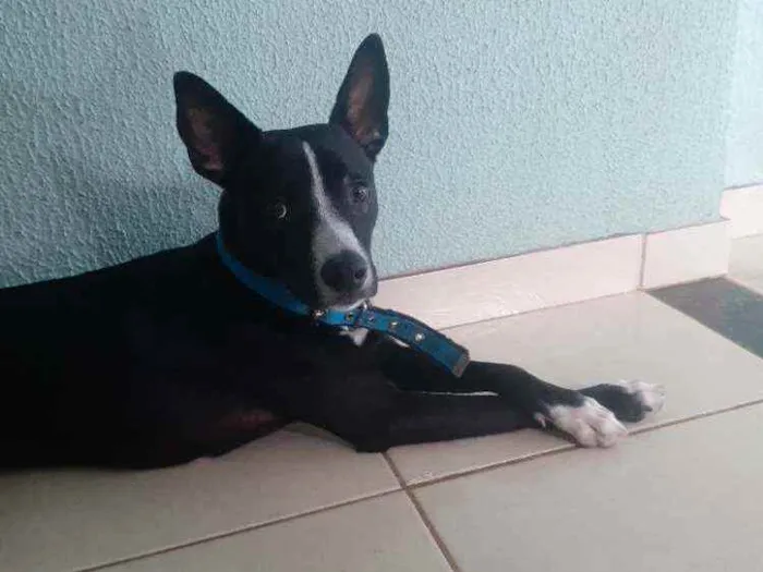 Cachorro ra a Vira-lata idade 7 a 11 meses nome Jack