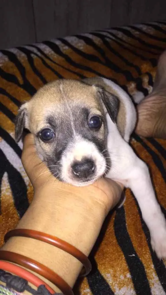 Cachorro raça Srd idade Abaixo de 2 meses nome Lola