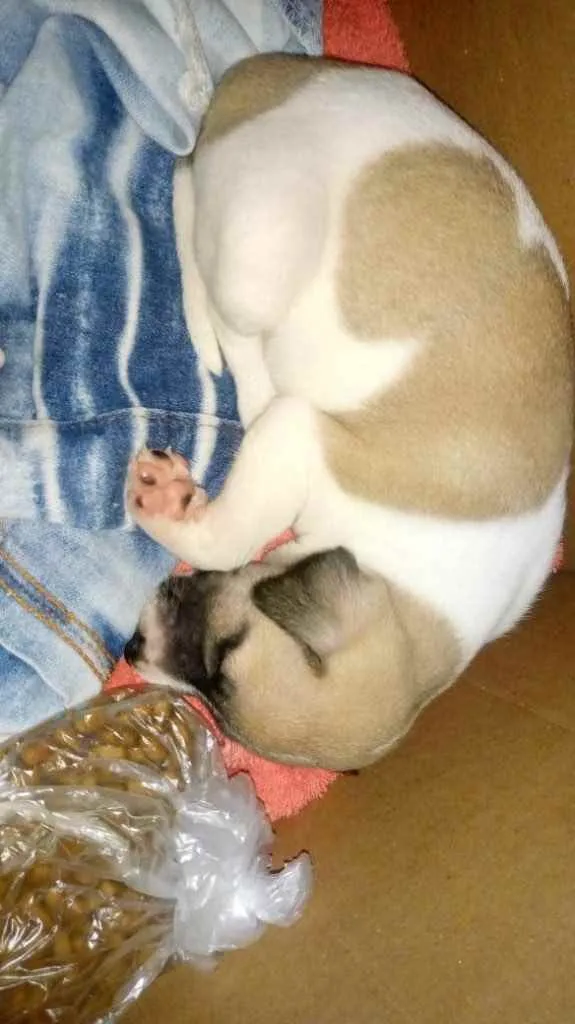 Cachorro raça Srd idade Abaixo de 2 meses nome Lola