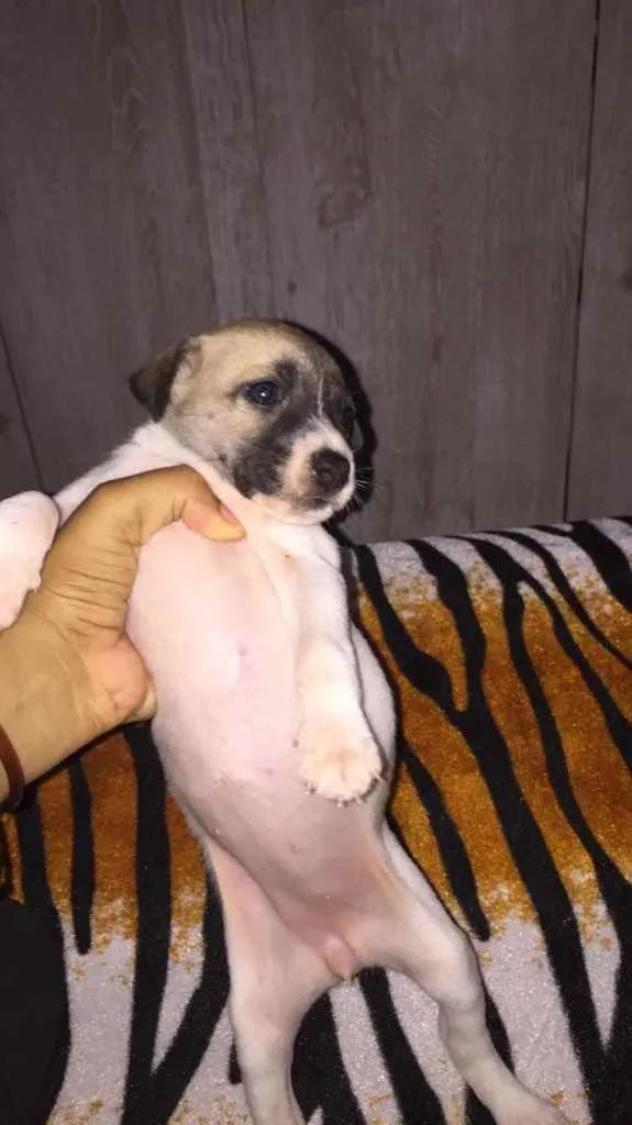 Cachorro raça Srd idade Abaixo de 2 meses nome Lola