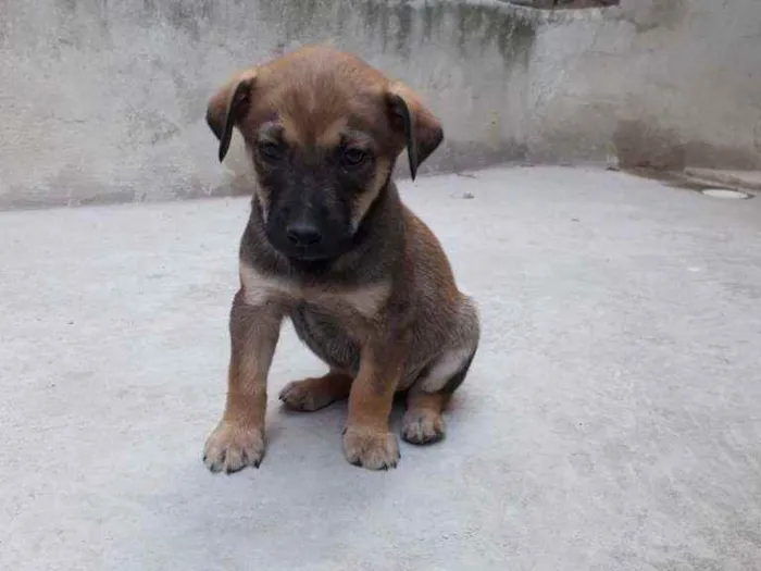 Cachorro raça  idade 2 a 6 meses nome Ainda não tem nome 