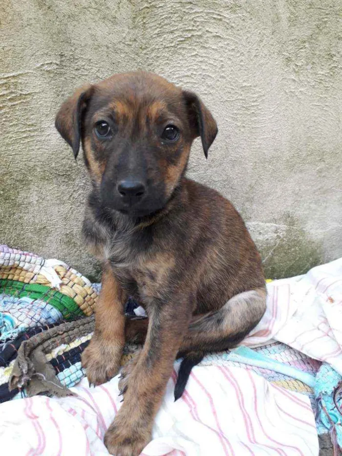 Cachorro raça  idade 2 a 6 meses nome Ainda não tem nome 
