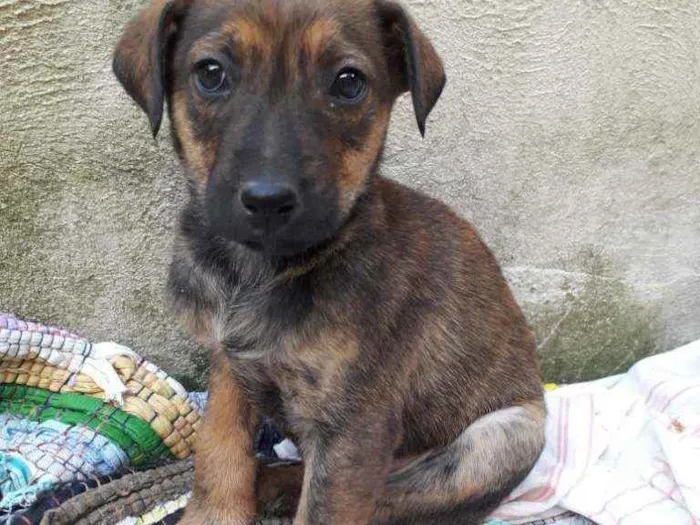 Cachorro raça  idade 2 a 6 meses nome Ainda não tem nome 