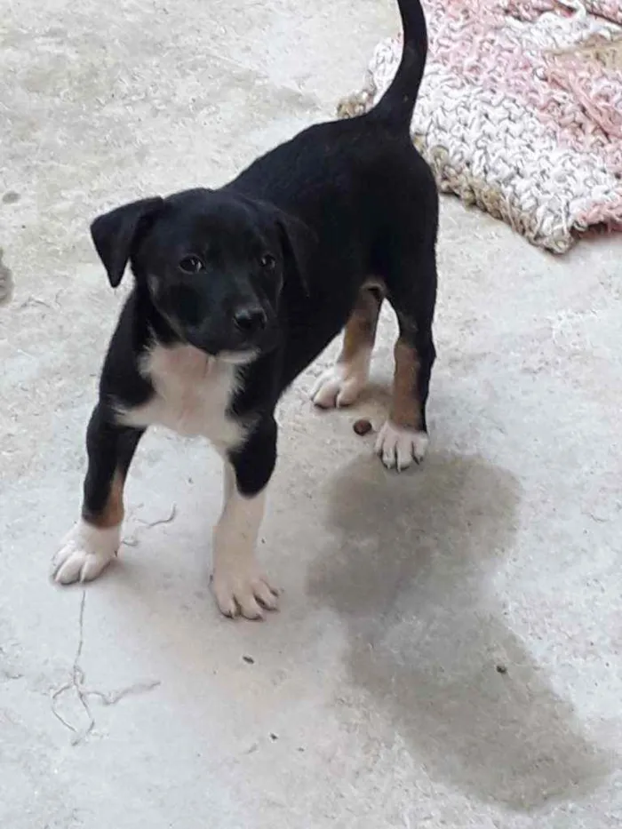Cachorro raça  idade 2 a 6 meses nome Ainda não tem nome 