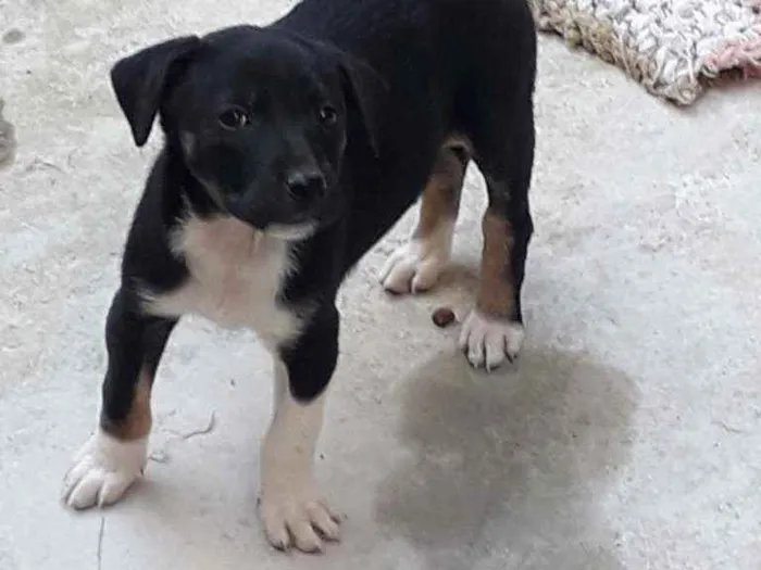 Cachorro raça  idade 2 a 6 meses nome Ainda não tem nome 