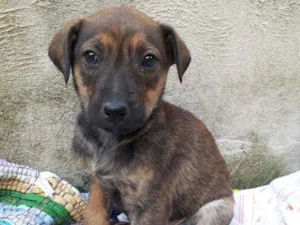 Cachorro raça  idade 2 a 6 meses nome Ainda não tem nome 