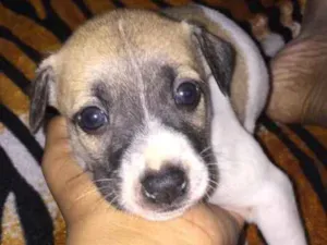 Cachorro raça Srd idade Abaixo de 2 meses nome Lola