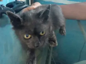 Gato raça Srd idade 2 a 6 meses nome Vencedora