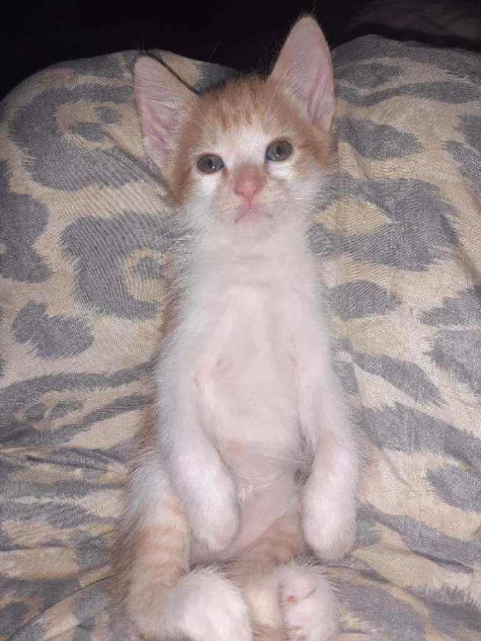 Gato ra a  idade 2 a 6 meses nome Aínda não tem nomes