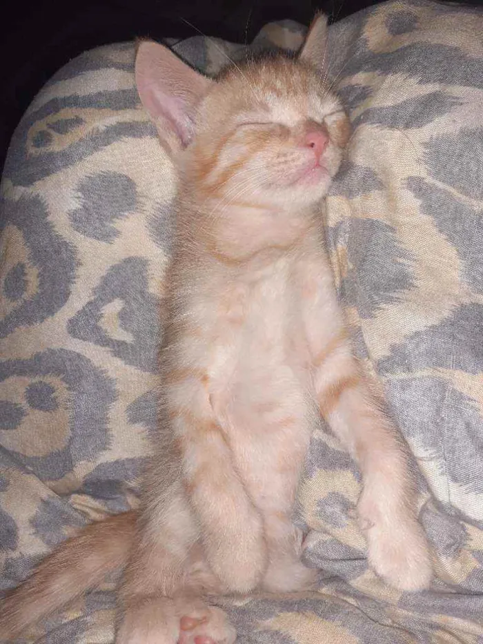 Gato ra a  idade 2 a 6 meses nome Aínda não tem nomes