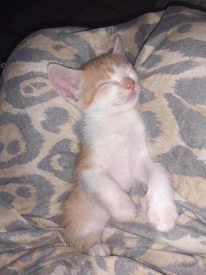 Gato ra a  idade 2 a 6 meses nome Aínda não tem nomes