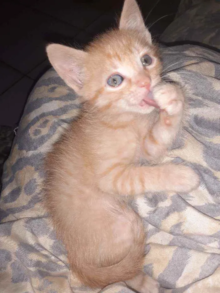 Gato ra a  idade 2 a 6 meses nome Aínda não tem nomes