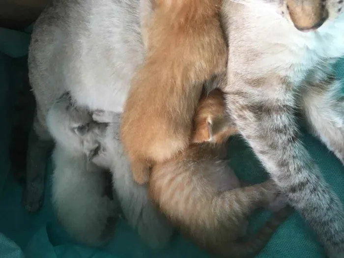 Gato ra a Um siamês  idade Abaixo de 2 meses nome Oceano, Wilian...