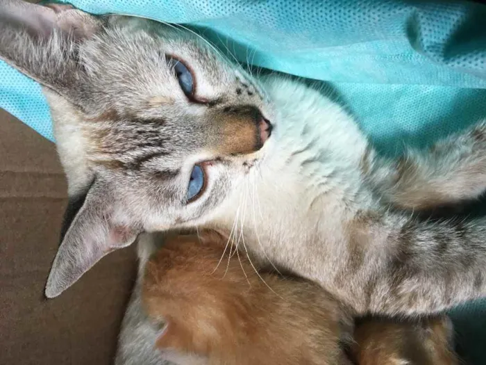 Gato ra a Um siamês  idade Abaixo de 2 meses nome Oceano, Wilian...