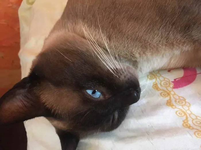 Gato ra a Um siamês  idade Abaixo de 2 meses nome Oceano, Wilian...