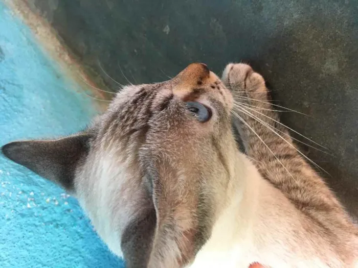 Gato ra a Um siamês  idade Abaixo de 2 meses nome Oceano, Wilian...