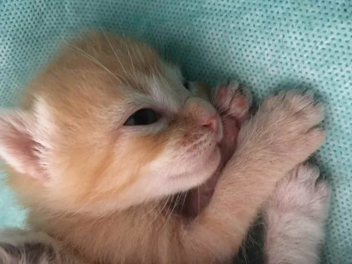 Gato ra a Um siamês  idade Abaixo de 2 meses nome Oceano, Wilian...