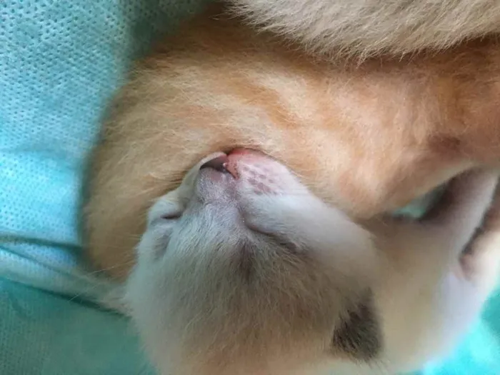 Gato ra a Um siamês  idade Abaixo de 2 meses nome Oceano, Wilian...