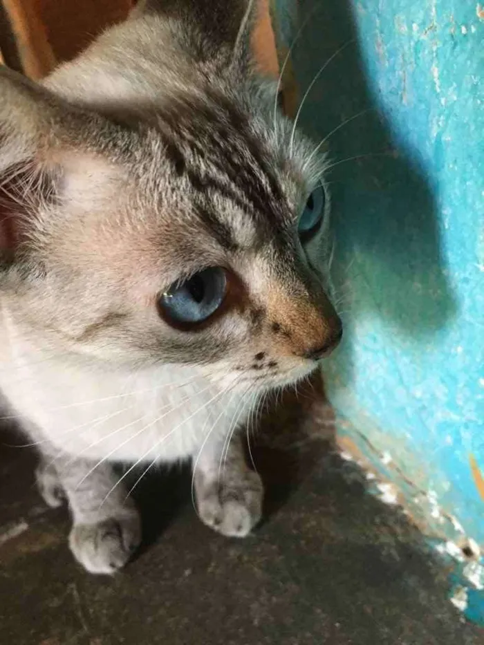 Gato ra a Um siamês  idade Abaixo de 2 meses nome Oceano, Wilian...