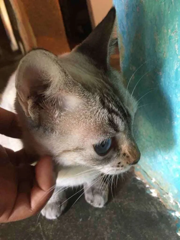 Gato ra a Um siamês  idade Abaixo de 2 meses nome Oceano, Wilian...