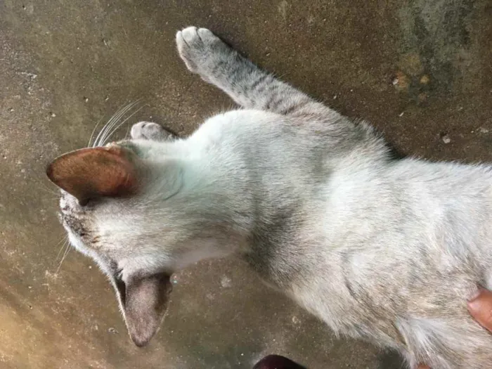 Gato ra a Um siamês  idade Abaixo de 2 meses nome Oceano, Wilian...